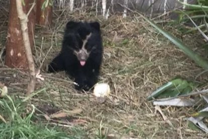 El osito busca donaciones hasta regresar a su hábitat.