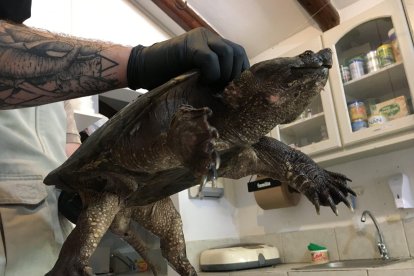 El animalito fue encontrado en la carretera y trasladado al Zoo.