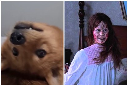 Kiko, la perrita que gracias a su truco ha ganado fama mundial.