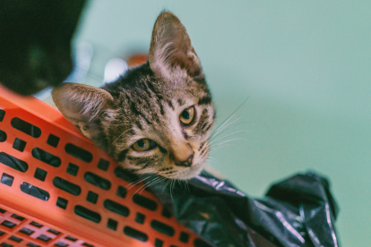 Referencial. La gatita Ba Dun, de 1 año, es toda una estrella en TikTok.