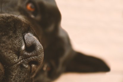Referencial. Perros increíbles: 8 historias sorprendentes de perros salvando la vida a sus dueños en diversas situaciones.