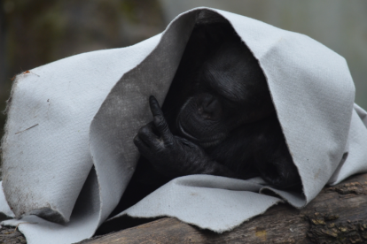 Referencial. De acuerdo con el zoológico, este es el primer caso conocido de transmisión natural del coronavirus a grandes simios y se desconoce si tendrán alguna reacción grave.