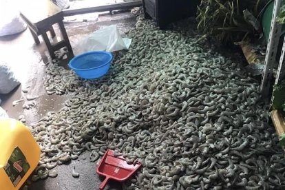 Varios kilos de camarón estaban en el piso del chifa.