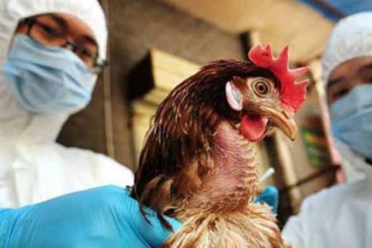 Se detectó un brote de gripe aviar en Mai Po.