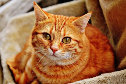 Gata impide que su duela beba.