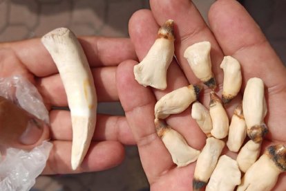 Las piezas dentales de delfínrosado y felinos, que fueron incautadas al infractor en diciembre.