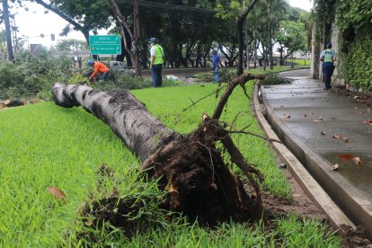 Un árbol sembrado en la Carlos Julio Arosemena no resistió la fuerza del aguacero.