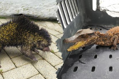 Un puerco espín y un lagarto