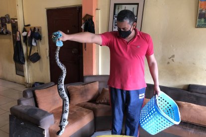 La boa no es venenosa y Pablo Escobar llamó a la policía de Medio Ambiente para entregarla.