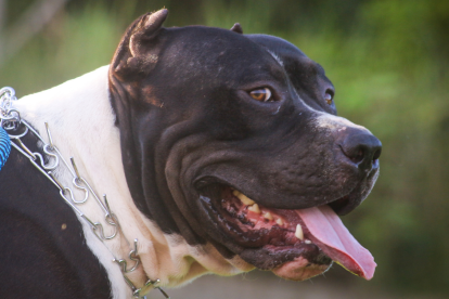 Referencial. El pitbull fue llevado a una perrera.