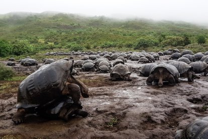 La población de tortugas gigantes en el volcán Alcedo, de la isla Isabela, es la más grande de todas.