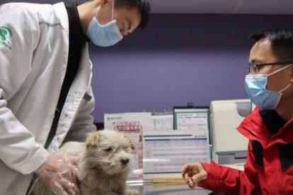 En el país asiático no quieren que las mascotas sufran el mal