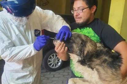 En México ya se han hecho test a animales. Corea del Sur los hará de manera masiva.
