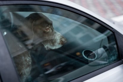 Esta prohibido dejar a los perros dentro de un auto.
