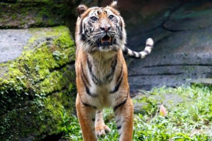 Los tigres asiáticos