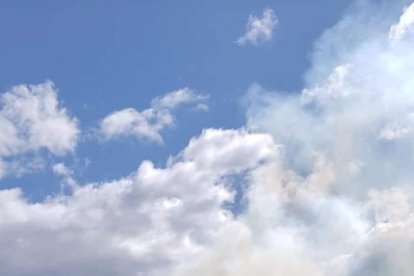 Los bosques son afectados por estos desastres que a veces son provocados por el hombre.