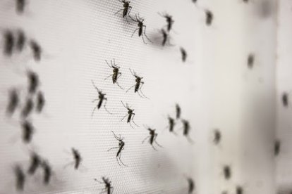 Las paredes de las casas se llenan de mosquitos, afirman los moradores de barrios populares como Flor de Bastión.