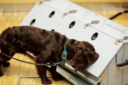 En India, los canes ayudarán en la detección del también llamado virus de Wuhan