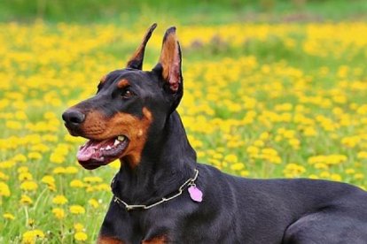 Se trata de un animal muy inteligente y fuerte.