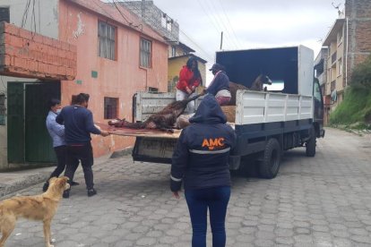 Las autoridades llegaron en el momento que estaban matando a un animal.