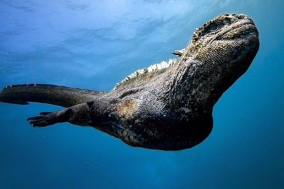 Captura del video del canadiense Shelton Dupree, en que se ve a la iguana buceando.