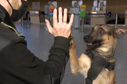 Perrito de la policía polaca.
