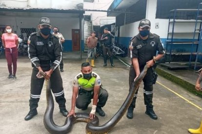 El reptil habría ingresado en una vivienda del cantón.