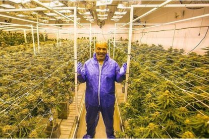 Mike Tyson en sus sembríos de marihuana.