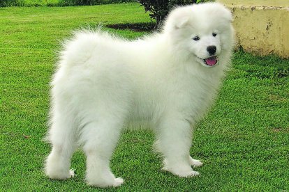 El rostro de este perro tiene una expresión contante de alegría.