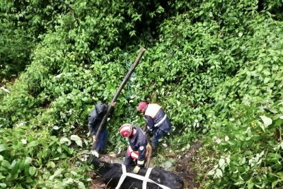 La ternerita fue atada con la manguera de bomberos para ser liberada.