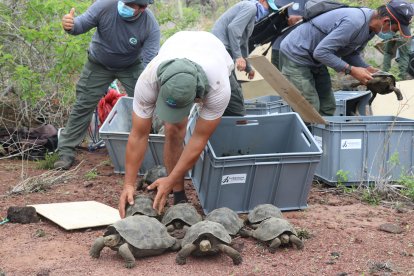Un total de 191 tortugas juveniles, de entre 7 y 5 años, fueron reintroducidas a la isla Santa Fe.