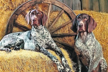 El braco alemán es una raza muy leal y elegante.