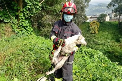 Perrito fue sacado de la quebrada luego de que cayera por accidente.