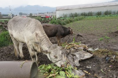 Algunos comuneros encierran sus vacas por la caída de la ceniza.