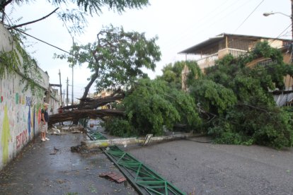 El árbol derrumbó una pared de la escuela donde estaba plantado.