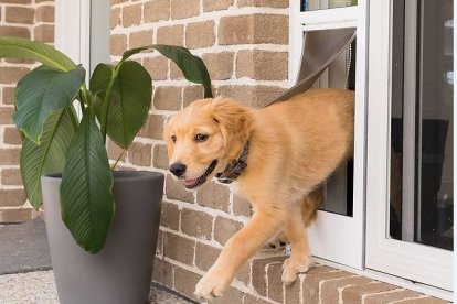 El seguro, al momento, es para perros y gatos, desde los 2 meses hasta los 8 años.