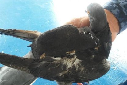 El dispositivo lo llevaba atado sobre sus alas