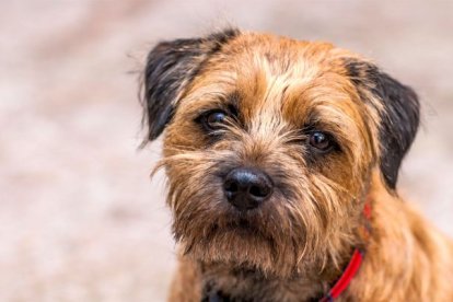 Es un perro que se adapta con facilidad a los hogares con niños.