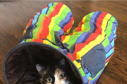 Los gatos suelen ser bastante activos. Gustan de lugares para esconderse.