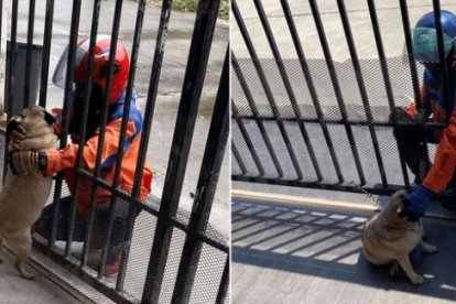 El motorizado entrega los paquetes y se queda jugando con la perrita.