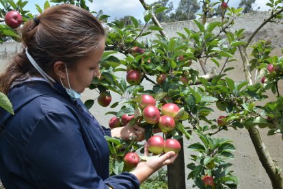 En el bosque de frutas existen plantas cultivadas con  productos orgánicos.