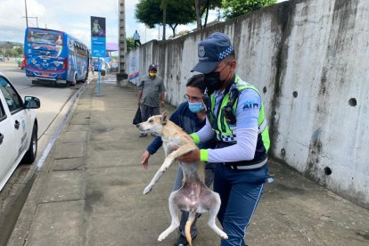 Un carro atropelló a la mascota, que luego del incidente quedó tirada en medio de la avenida Francisco de Orellana.