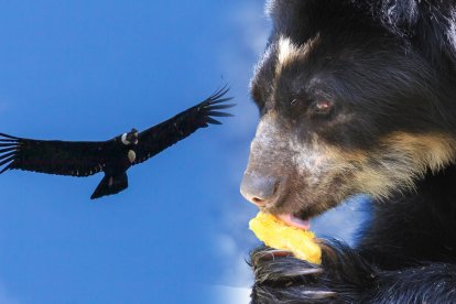 En el marco del programa 'Quito Biodiverso', el Zoológico de Quito y la Secretaría de Ambiente del DMQ se unen para evitar la extinción de ambas especies.