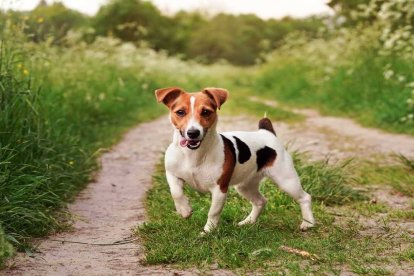 Se trata de un perro muy fiel, ágil y juguetón
