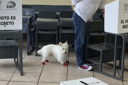 Un elector y su mascota se presentaron a votar con zapatos rojos.