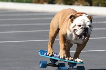 El perrito tendría más equilibrio que tú.