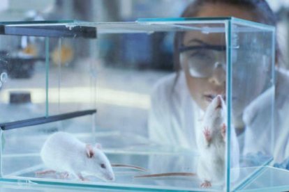 La medicina aplicada revierte el mal en ratas de laboratorio, un paso previo a aplicarla en humanos, dicen sus descubridores.