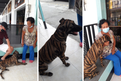 La mascota agrada a quienes la admiran por su rara apariencia, pero a algunos playenses y defensores de animales les choca un poco.