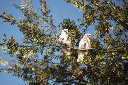 Conocidas como Corellas, las pequeñas cacatúas pueden causar problemas a los habitantes.