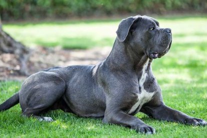 El corso es un animal fiel y un excelente guardián.